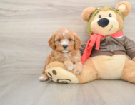 7 week old Cavapoo Puppy For Sale - Seaside Pups