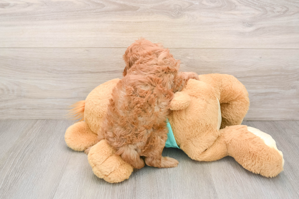 Cavapoo Pup Being Cute