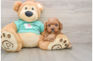 Smart Cavapoo Poodle Mix Pup