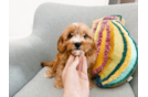 Cavapoo Pup Being Cute