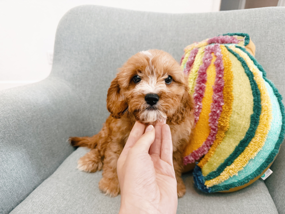 Cavapoo Pup Being Cute