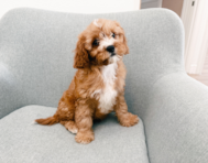 10 week old Cavapoo Puppy For Sale - Seaside Pups