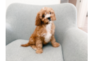 Cavapoo Pup Being Cute