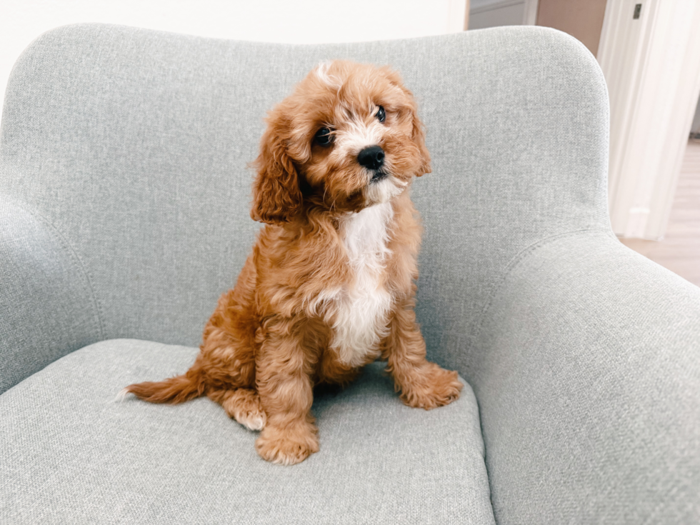 Cavapoo Pup Being Cute