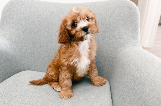 Cute Cavapoo Poodle Mix Pup