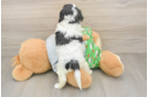 Cavapoo Puppy for Adoption