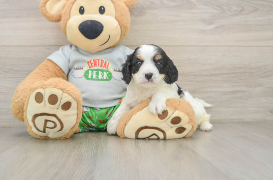 Adorable Cavalier King Charles Spaniel and Poodle Mix Poodle Mix Puppy