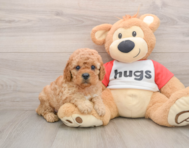 8 week old Cavapoo Puppy For Sale - Seaside Pups