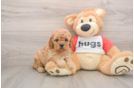 Cavapoo Pup Being Cute
