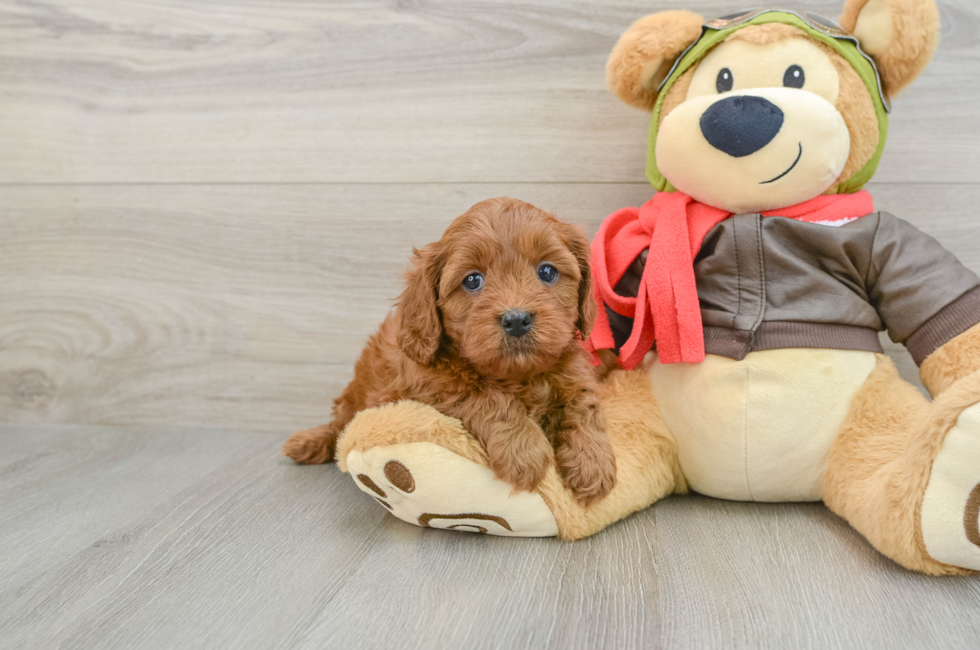 5 week old Cavapoo Puppy For Sale - Seaside Pups