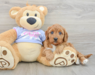 8 week old Cavapoo Puppy For Sale - Seaside Pups