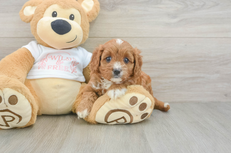 5 week old Cavapoo Puppy For Sale - Seaside Pups