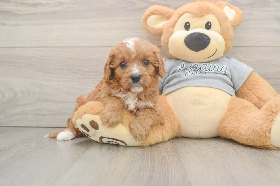 5 week old Cavapoo Puppy For Sale - Seaside Pups