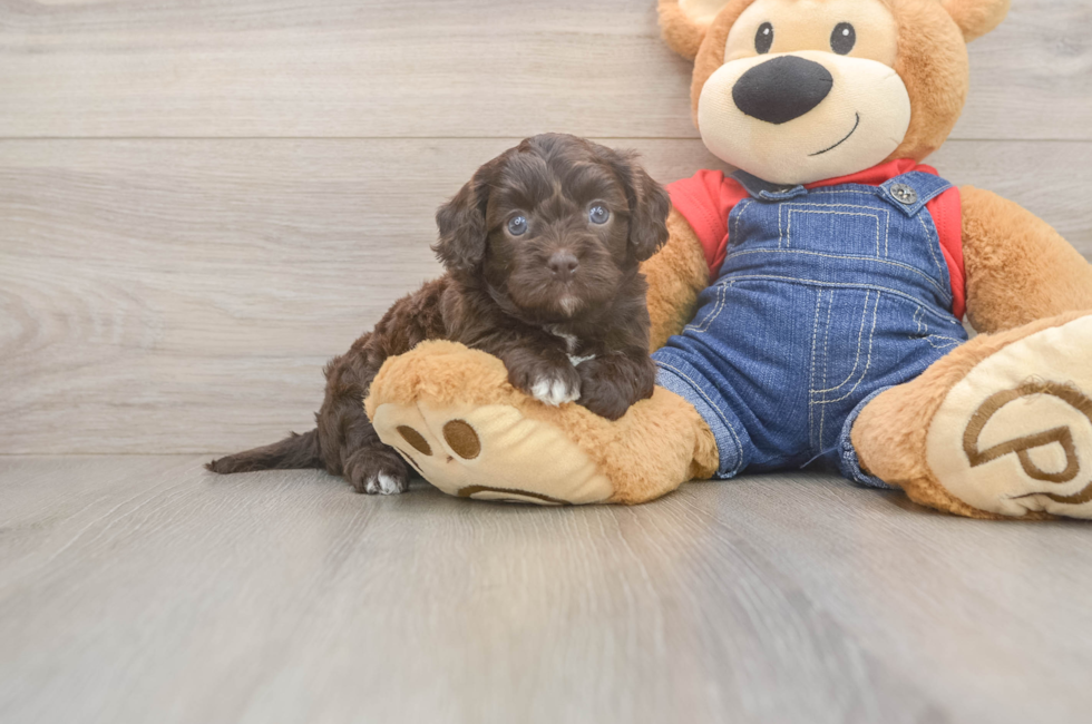 5 week old Cavapoo Puppy For Sale - Seaside Pups