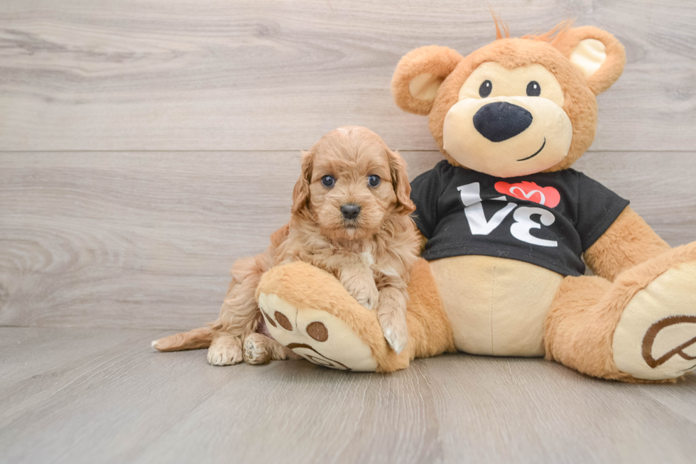 Cavapoo Puppy for Adoption