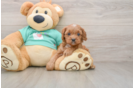 Small Cavapoo Baby
