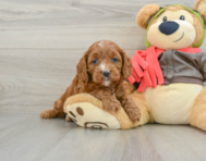 7 week old Cavapoo Puppy For Sale - Seaside Pups