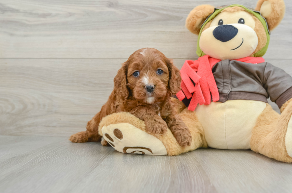 5 week old Cavapoo Puppy For Sale - Seaside Pups