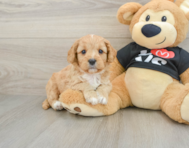 7 week old Cavapoo Puppy For Sale - Seaside Pups