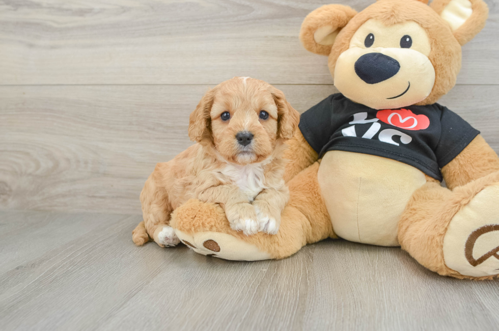 7 week old Cavapoo Puppy For Sale - Seaside Pups