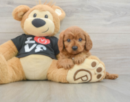 8 week old Cavapoo Puppy For Sale - Seaside Pups