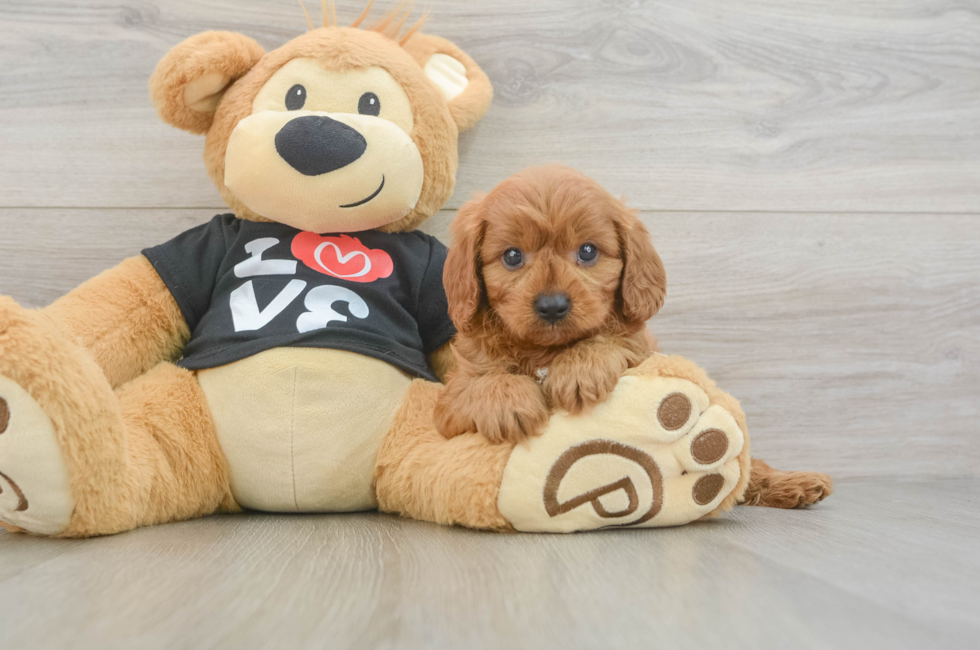 5 week old Cavapoo Puppy For Sale - Seaside Pups