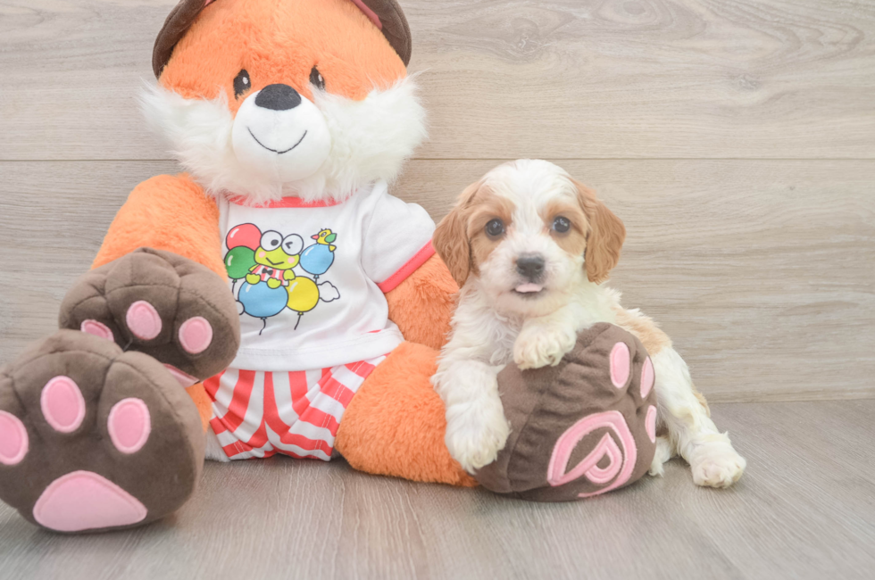 5 week old Cavapoo Puppy For Sale - Seaside Pups