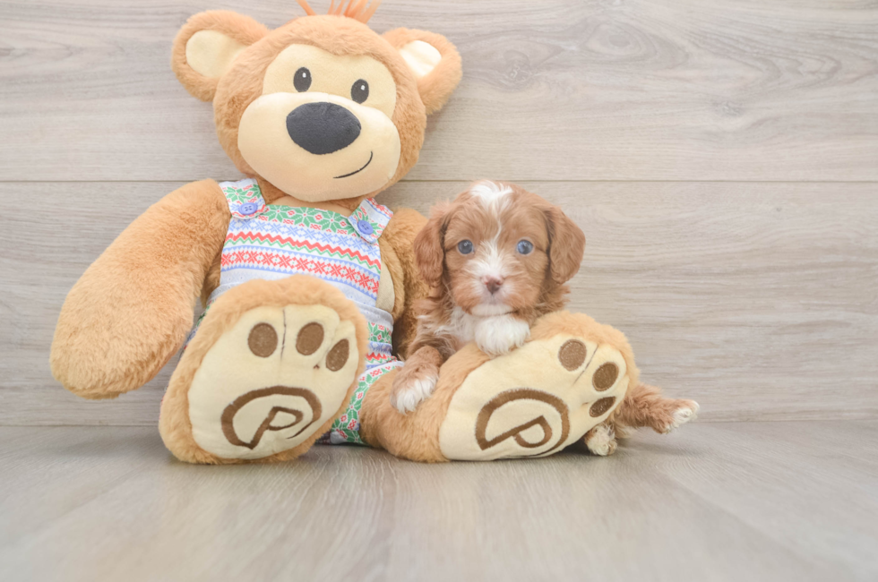5 week old Cavapoo Puppy For Sale - Seaside Pups