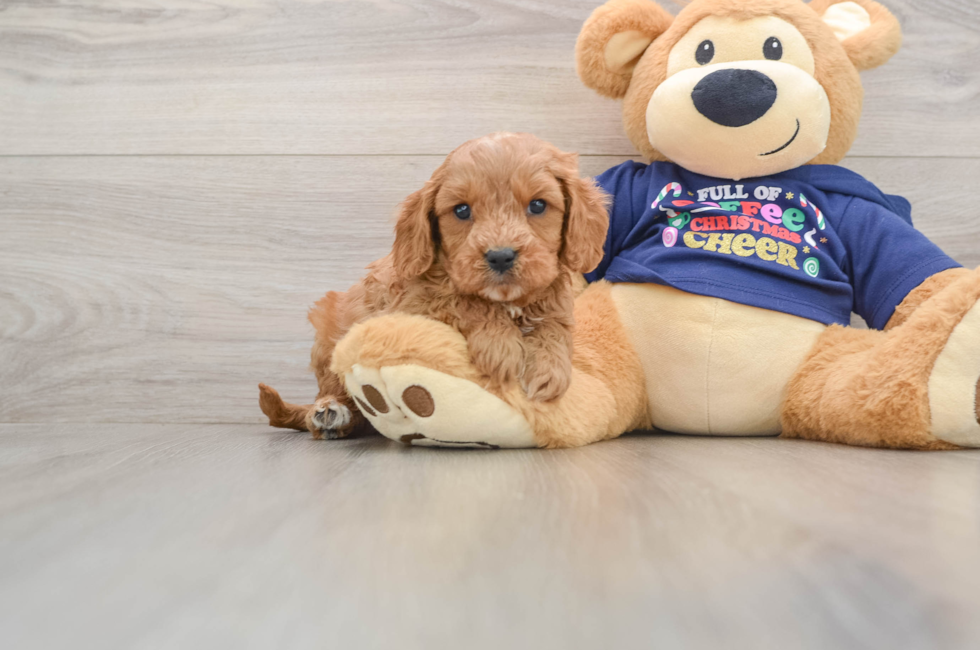 5 week old Cavapoo Puppy For Sale - Seaside Pups