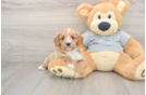 Cavapoo Puppy for Adoption
