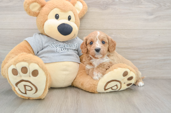 Cavapoo Puppy for Adoption