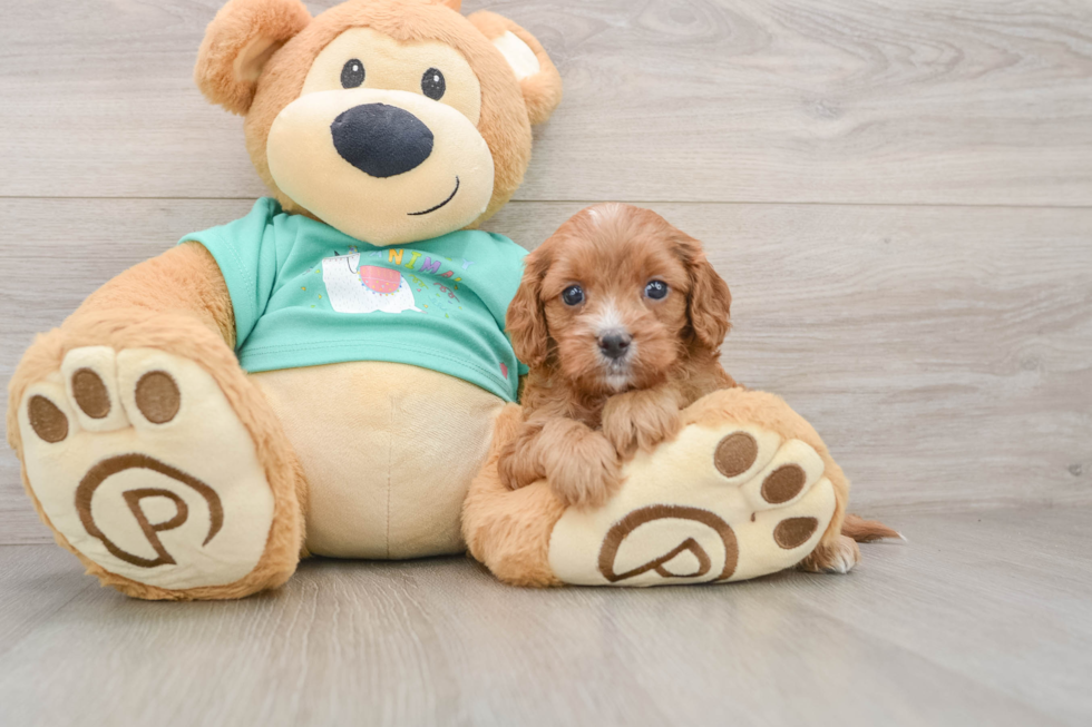 Smart Cavapoo Poodle Mix Pup