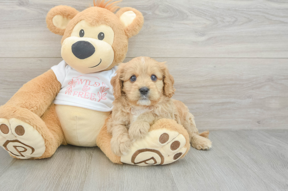 7 week old Cavapoo Puppy For Sale - Seaside Pups