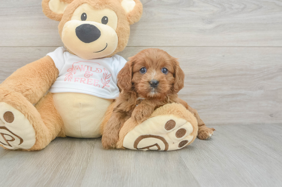 7 week old Cavapoo Puppy For Sale - Seaside Pups