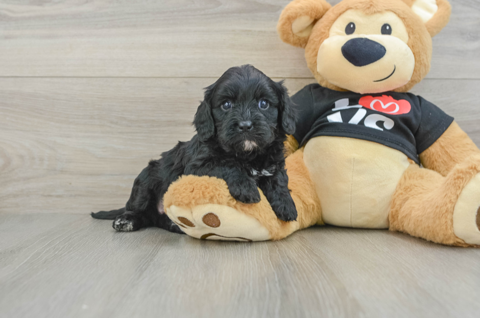 7 week old Cavapoo Puppy For Sale - Seaside Pups