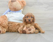8 week old Cavapoo Puppy For Sale - Seaside Pups