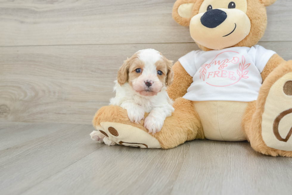 Best Cavapoo Baby