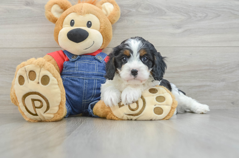 6 week old Cavapoo Puppy For Sale - Seaside Pups