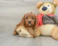 7 week old Cavapoo Puppy For Sale - Seaside Pups