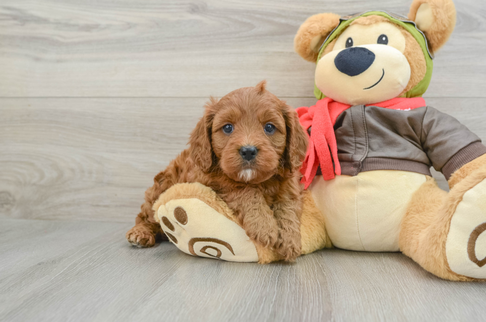 5 week old Cavapoo Puppy For Sale - Seaside Pups