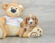 8 week old Cavapoo Puppy For Sale - Seaside Pups