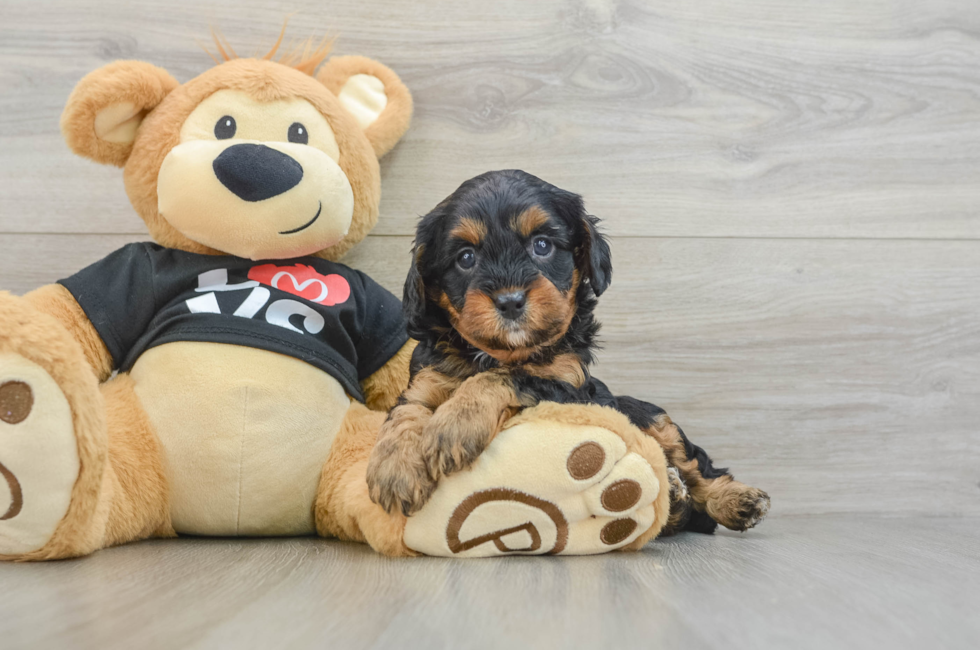 7 week old Cavapoo Puppy For Sale - Seaside Pups