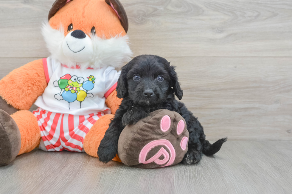 8 week old Cavapoo Puppy For Sale - Seaside Pups