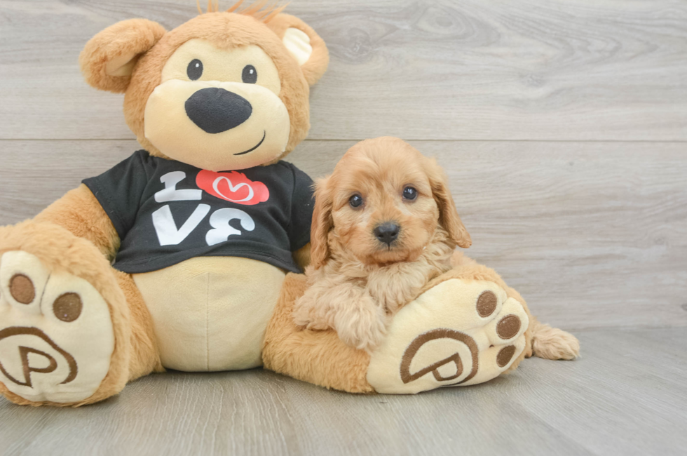 5 week old Cavapoo Puppy For Sale - Seaside Pups