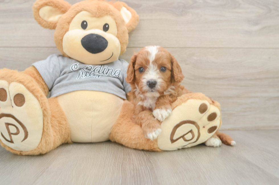 5 week old Cavapoo Puppy For Sale - Seaside Pups