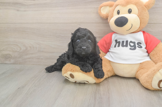 Cavapoo Puppy for Adoption