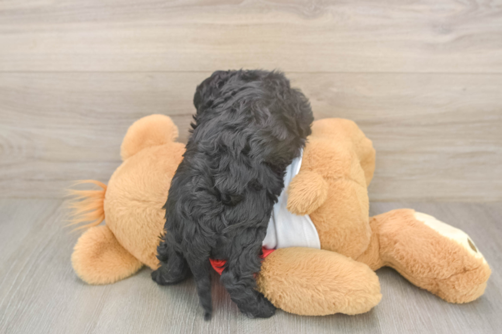 Cavapoo Pup Being Cute