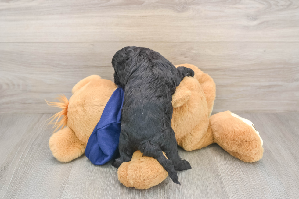 Cavapoo Puppy for Adoption