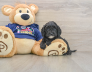 6 week old Cavapoo Puppy For Sale - Seaside Pups