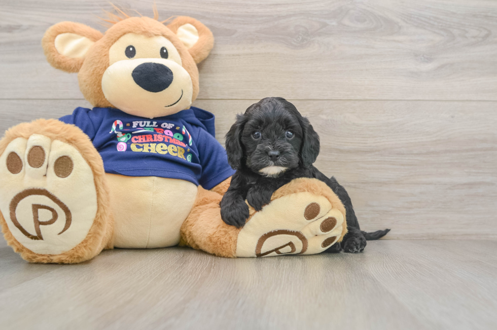 5 week old Cavapoo Puppy For Sale - Seaside Pups
